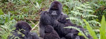 7-days-uganda-exclusive-safari-primates-wildlife-day-by-day