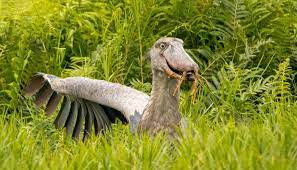 13-Day Wildlife & Birding Tour of Uganda_nature and wild life tours