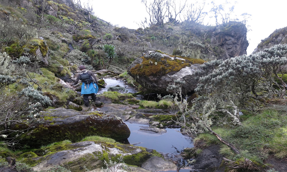 Rwenzori-trail-3